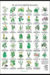 PLANTAS MEDICINALES (POSTER)