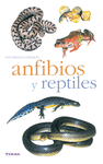 ANFIBIOS Y REPTILES (TIKAL)